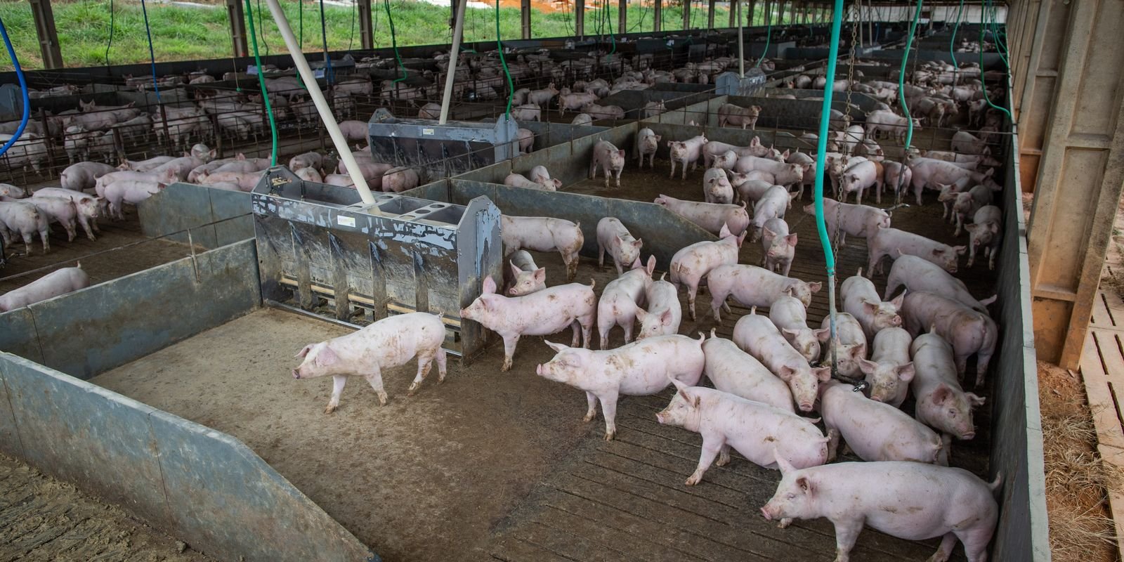 Produção de carne suína e de frango terá volume recorde em 2026 Produção de carne suína e de frango terá volume recorde em 2026