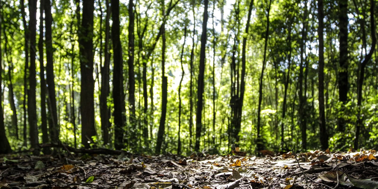 Produção florestal do país cresce 16,7% e chega a R$ 44,3 bi em 2024 Produção florestal do país cresce 16,7% e chega a R$ 44,3 bi em 2024