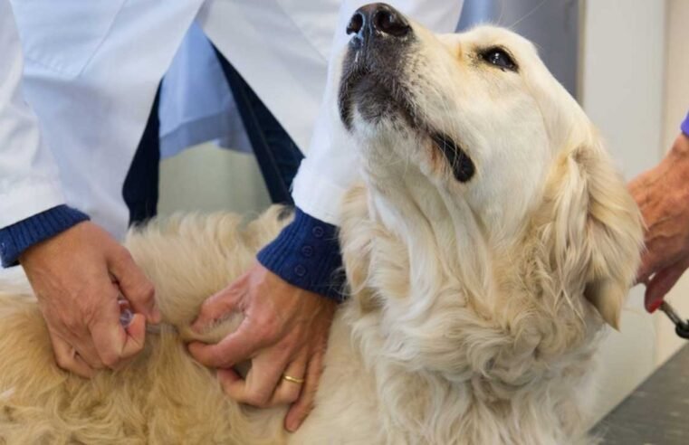 Vacinação antirrábica itinerante chega a 25 locais do DF neste sábado (20)