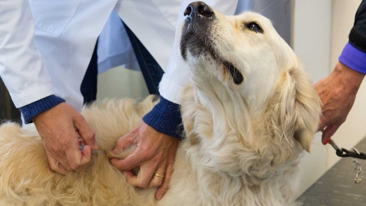 Vacinação antirrábica itinerante chega a 25 locais do DF neste sábado (20)