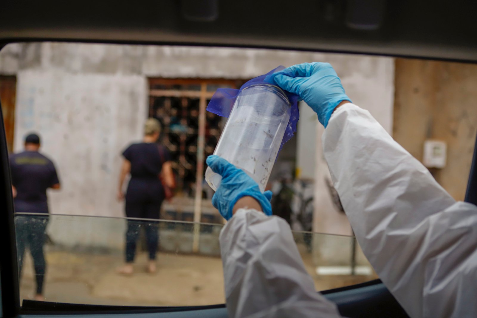 Wolbitos são soltos no Distrito Federal para ajudar no combate à dengue Wolbitos são soltos no Distrito Federal para ajudar no combate à dengue