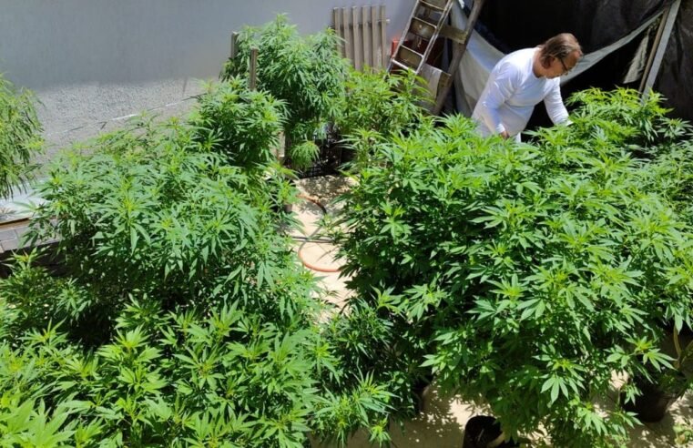 AGU pede mais tempo para regular uso da cannabis medicinal