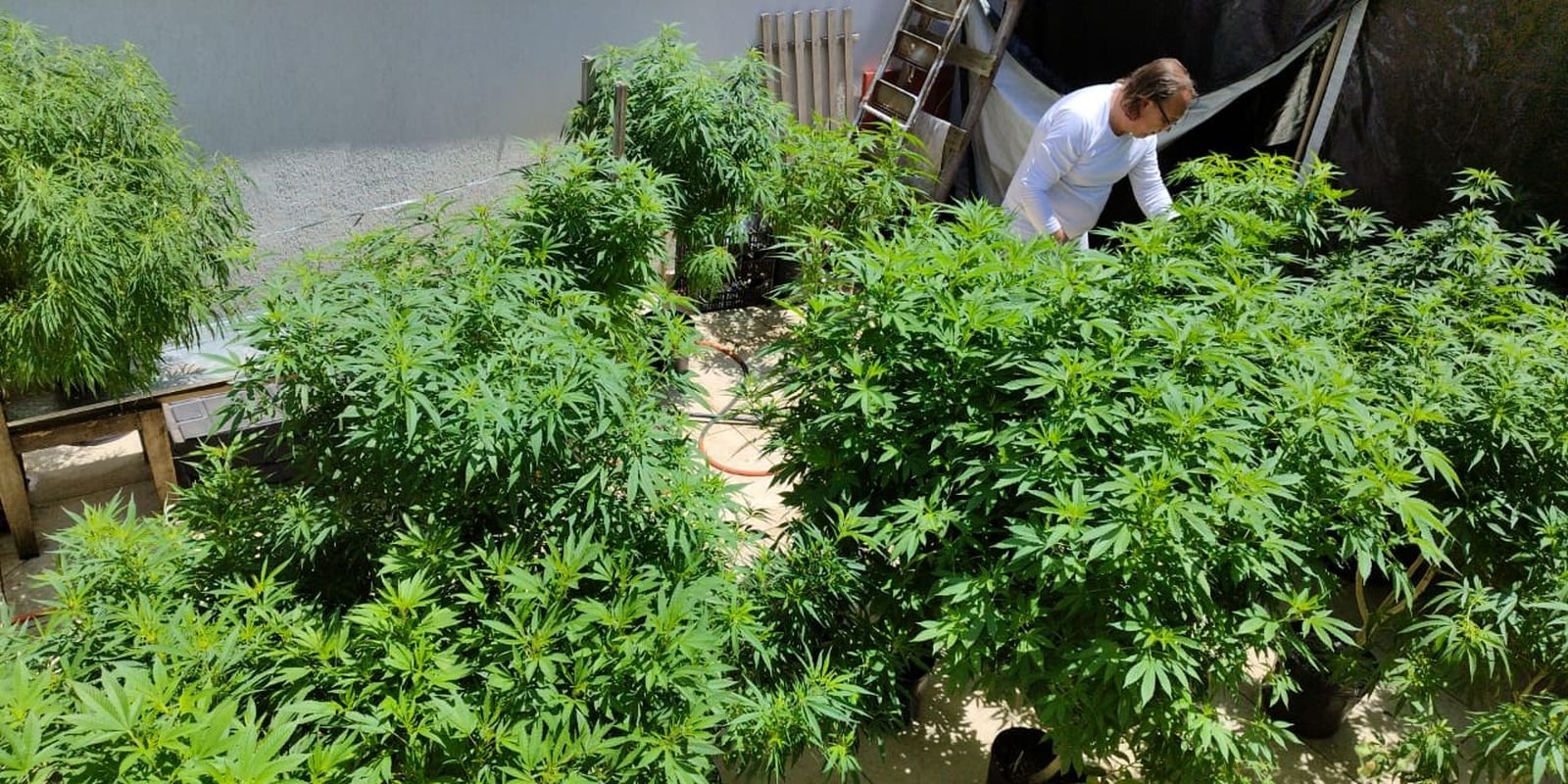 AGU pede mais tempo para regular uso da cannabis medicinal AGU pede mais tempo para regular uso da cannabis medicinal