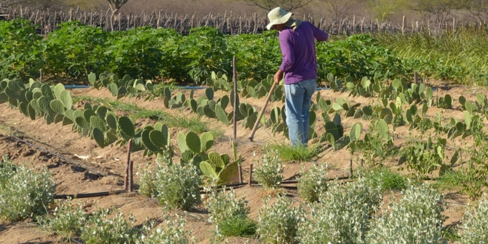 CMN simplifica crédito rural a populações tradicionais e extrativistas CMN simplifica crédito rural a populações tradicionais e extrativistas