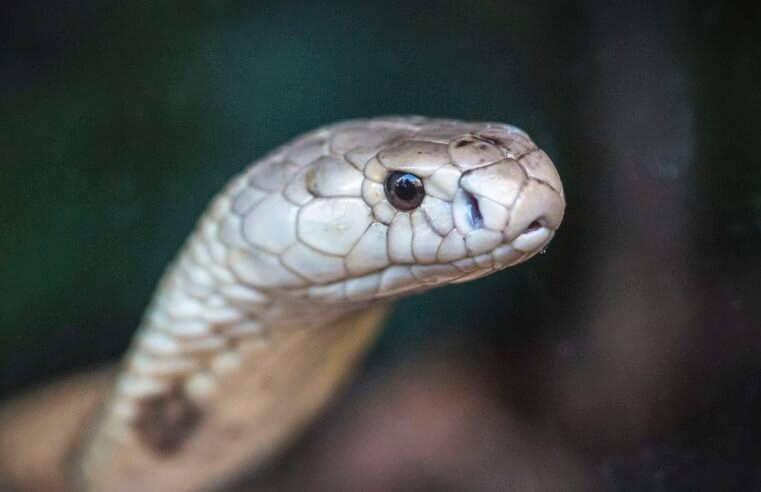 Estudo prevê substituição de roedor em testes antiveneno de serpentes Estudo prevê substituição de roedor em testes antiveneno de serpentes