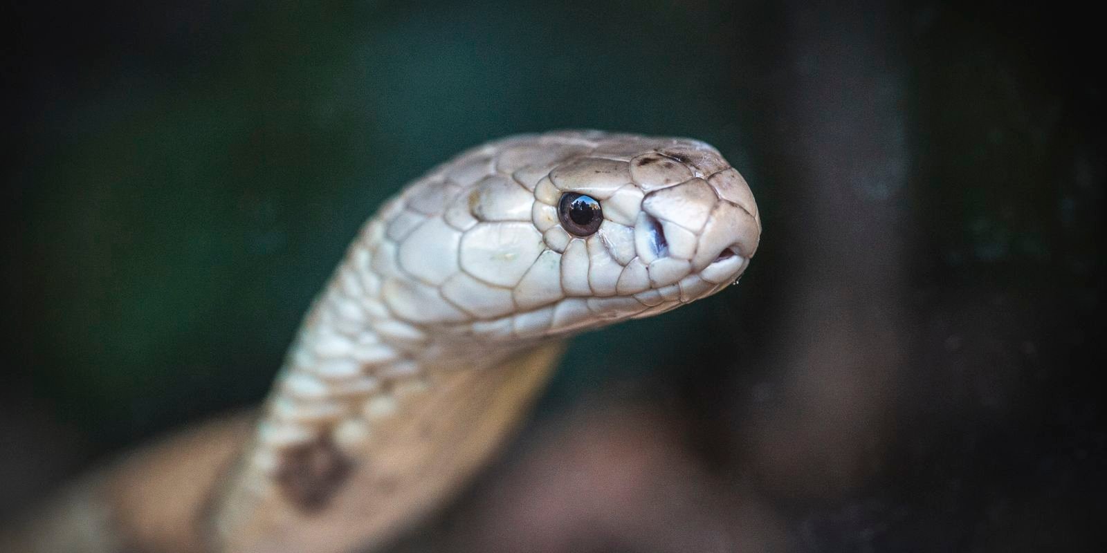 Estudo prevê substituição de roedor em testes antiveneno de serpentes Estudo prevê substituição de roedor em testes antiveneno de serpentes
