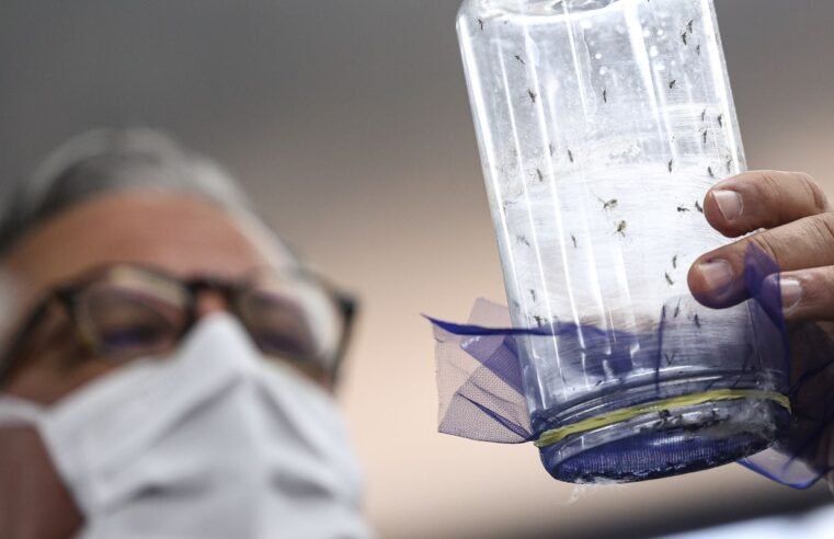 Fábrica de mosquitos oferece tecnologias para redução da dengue