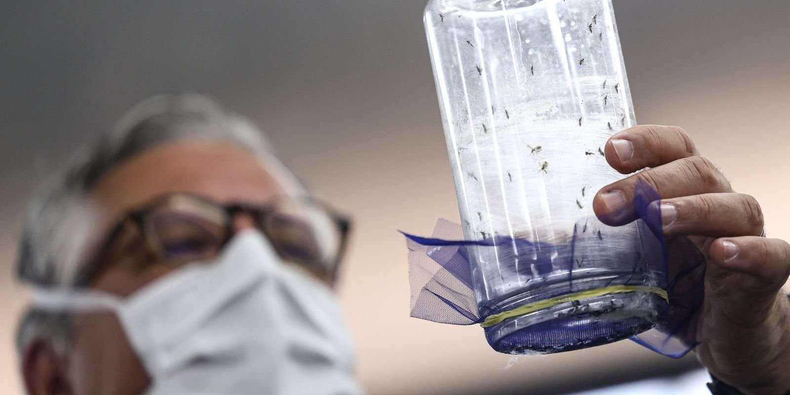 Fábrica de mosquitos oferece tecnologias para redução da dengue Fábrica de mosquitos oferece tecnologias para redução da dengue