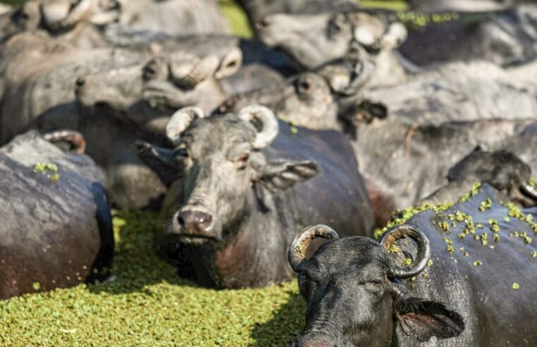 Fazendeiro planeja criar “universidade do búfalo” na Ilha de Marajó