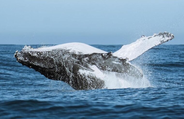 Festival une ciência, tecnologia e meio ambiente no audiovisual