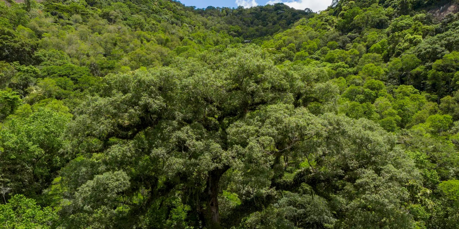 Mata Atlântica perde 2,4 milhões de hectares em 40 anos Mata Atlântica perde 2,4 milhões de hectares em 40 anos
