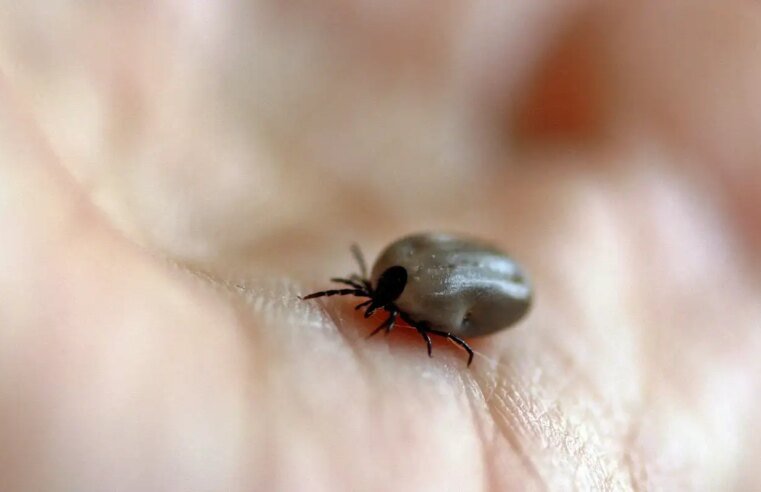 Parque no interior de SP é interditado após mortes por febre maculosa