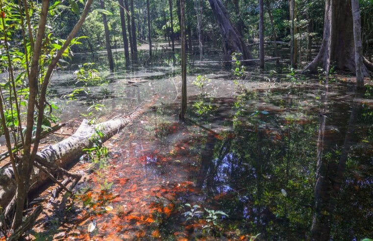 Dinossauros viveram na Amazônia, descobrem pesquisadores de Roraima