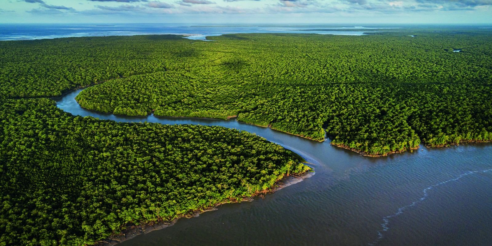 Exposição no CCBB RJ destaca importância e riqueza dos manguezais