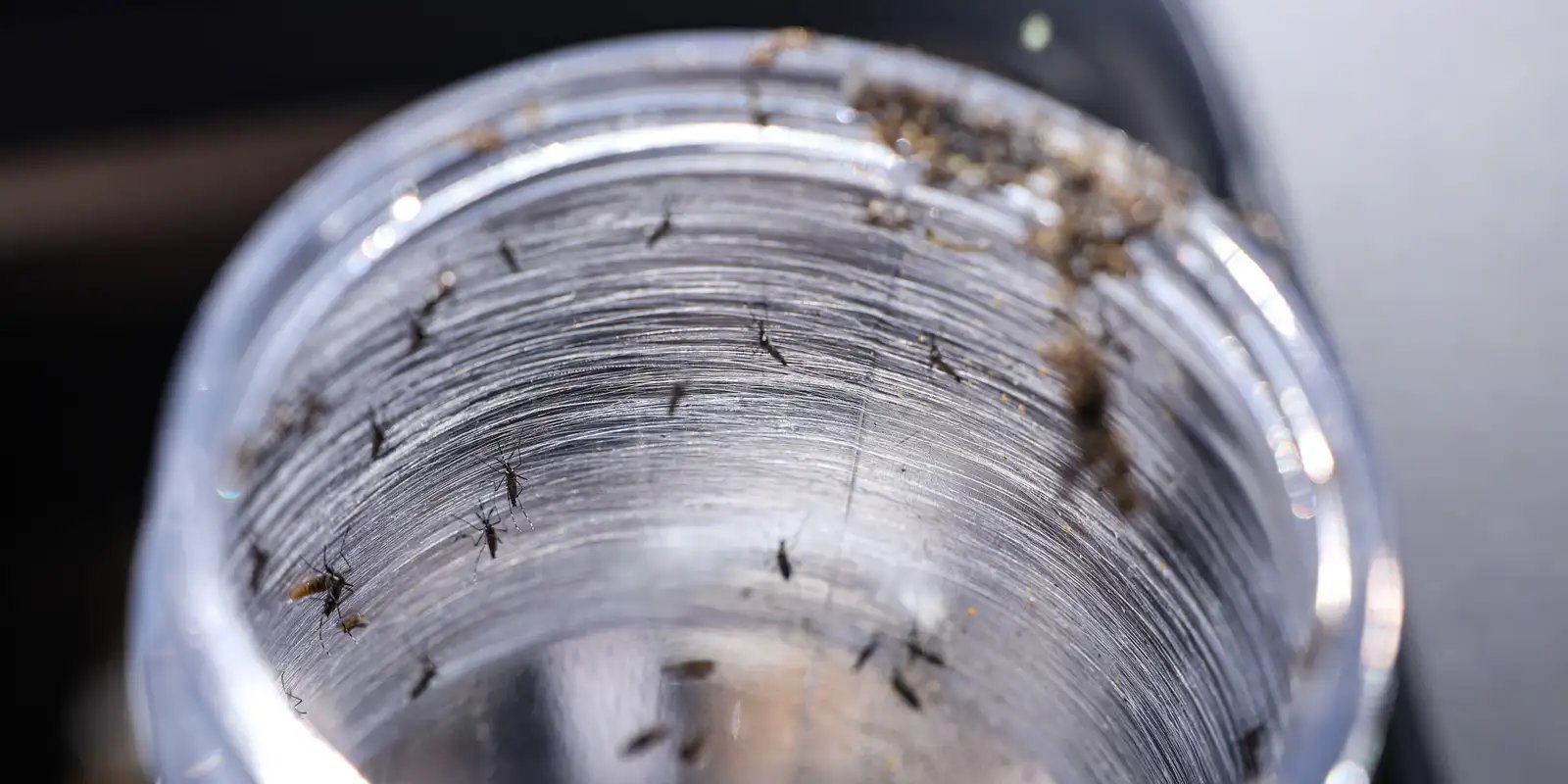 Ministério da Saúde intensificará mobilização contra dengue no Brasil