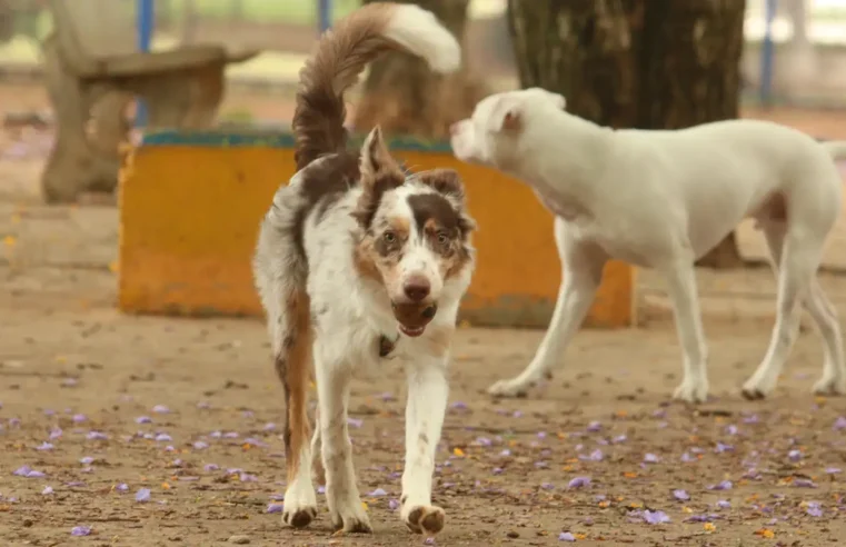 Brasil tem cerca de 30 milhões de animais domésticos abandonados