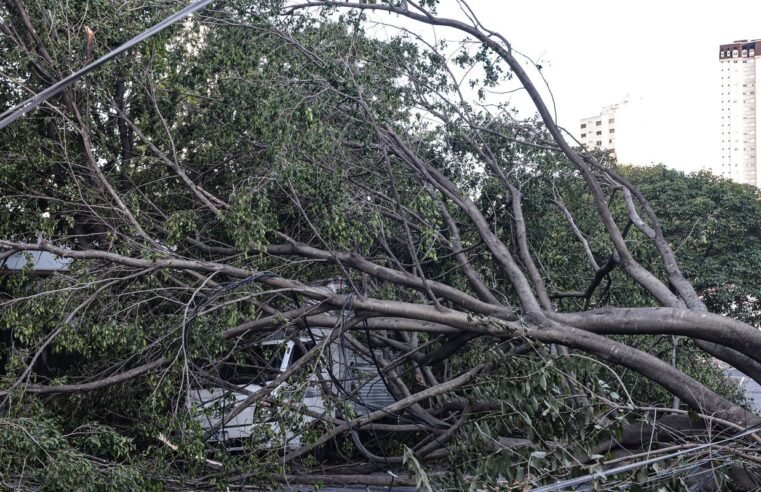 Defesa Civil de SP recebe 514 chamados por quedas de árvores