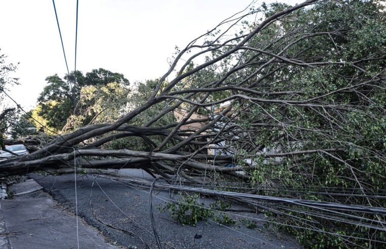 Queda de árvore provoca morte em Guarulhos, diz Defesa Civil