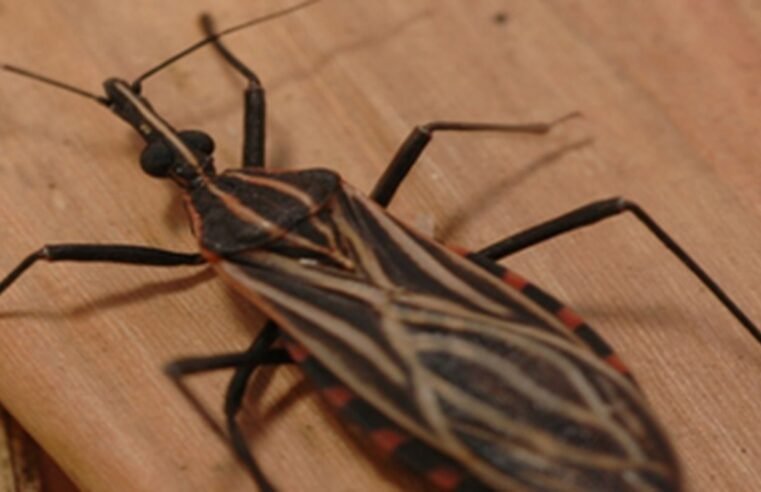 Ananindeua, no Pará, tem surto de casos da doença de Chagas