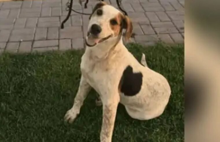 Cachorro comunitário Abacate é morto por um tiro no Paraná