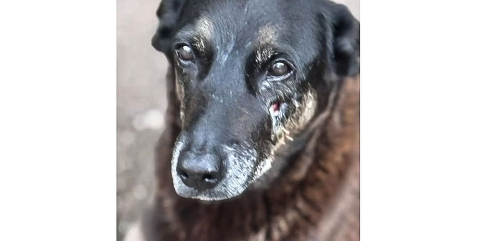 Caso Orelha: o que se sabe sobre até agora sobre a morte do cão em SC