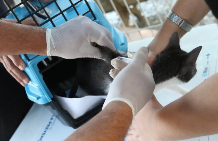 Conselho de Veterinária alerta para doença que afeta gatos
