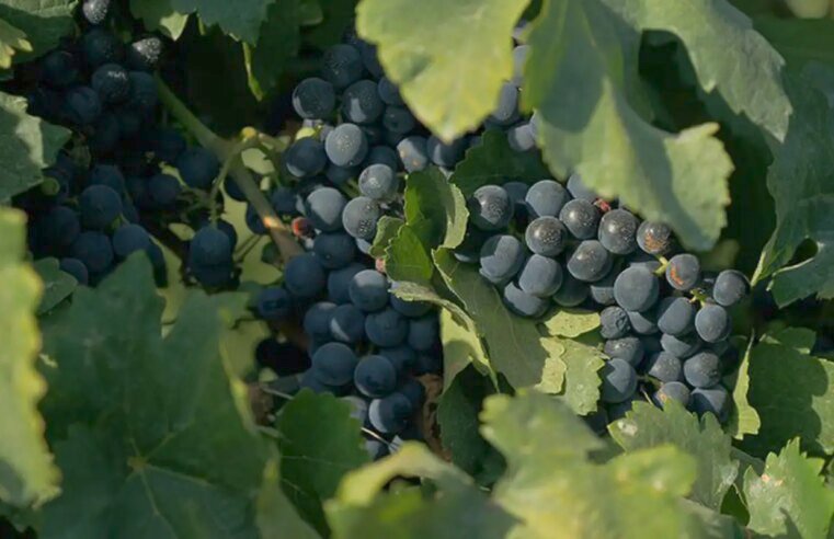 Documentário sobre cultura vinícola no país tem exibição na TV Brasil