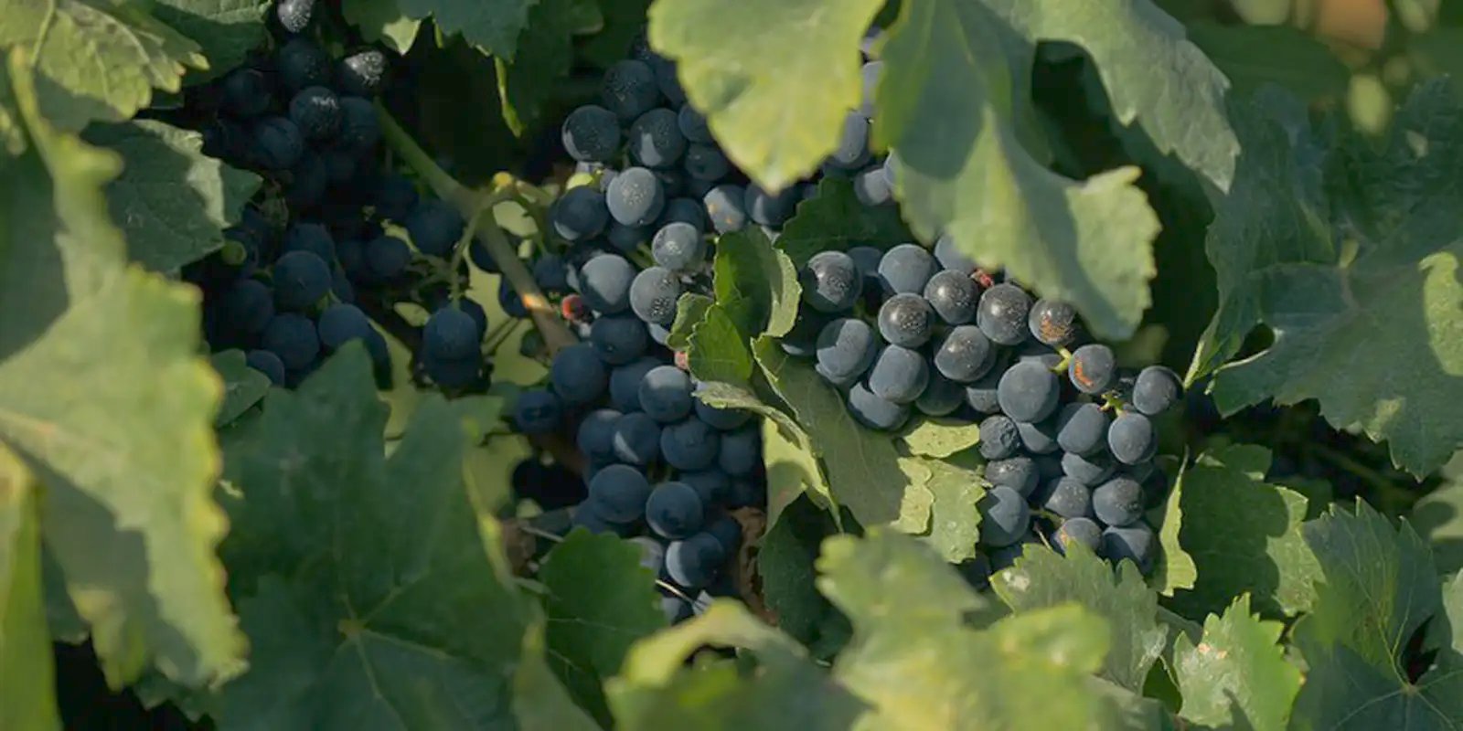 Documentário sobre cultura vinícola no país tem exibição na TV Brasil