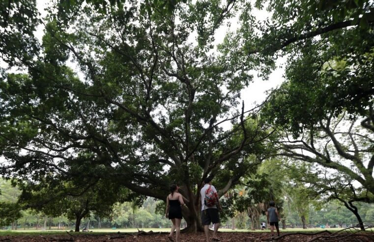 SP: três pessoas ficam feridas após árvore cair no Parque Ibirapuera