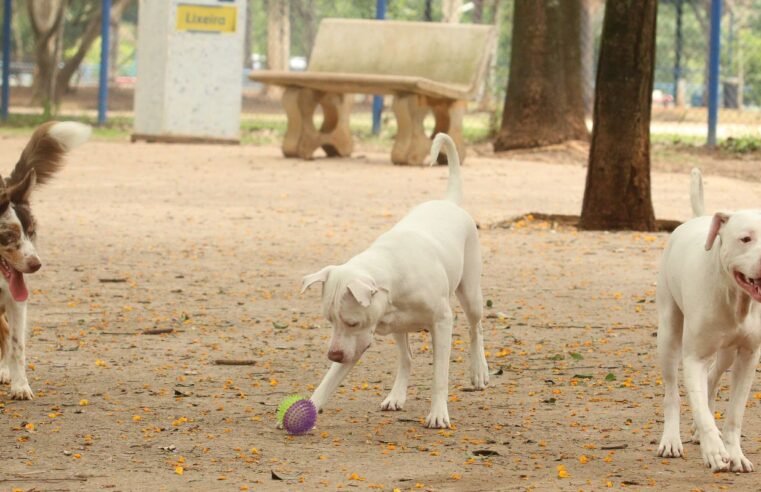Estatuto dos Cães e Gatos prevê penas para quem maltratar animais