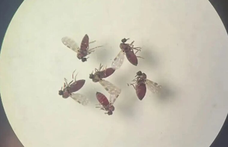 Estudo explica diferença de sintomas entre febre do Oropouche e dengue