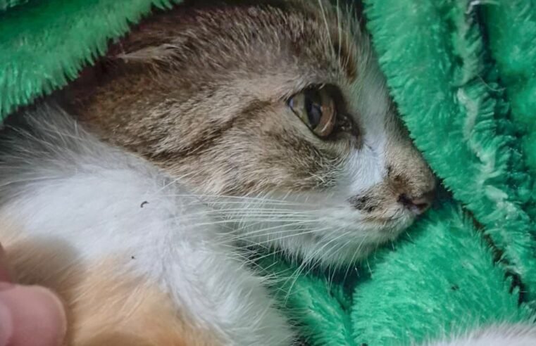 Mulher é presa após arremessar gata do 12º andar de prédio em Curitiba