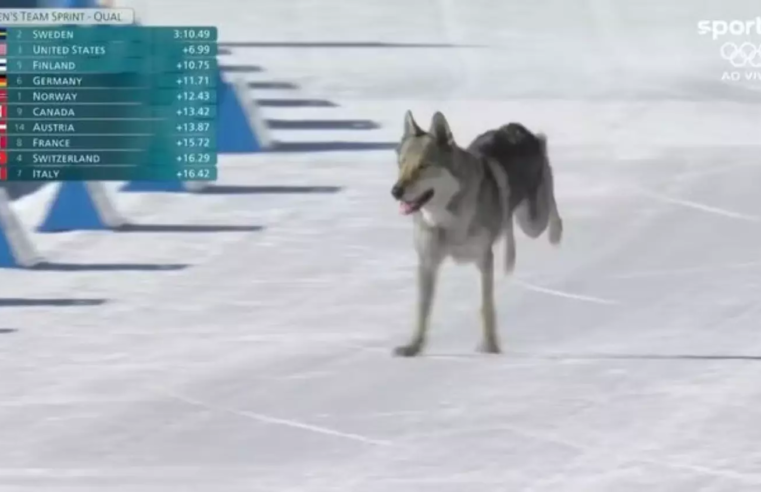 Olimpíada de Inverno: Cachorro invade pista, confunde sensor e altera resultado do Brasil