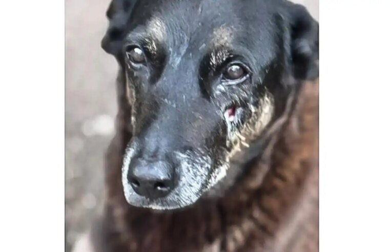 Polícia quer apreender passaporte de envolvido na morte do cão Orelha