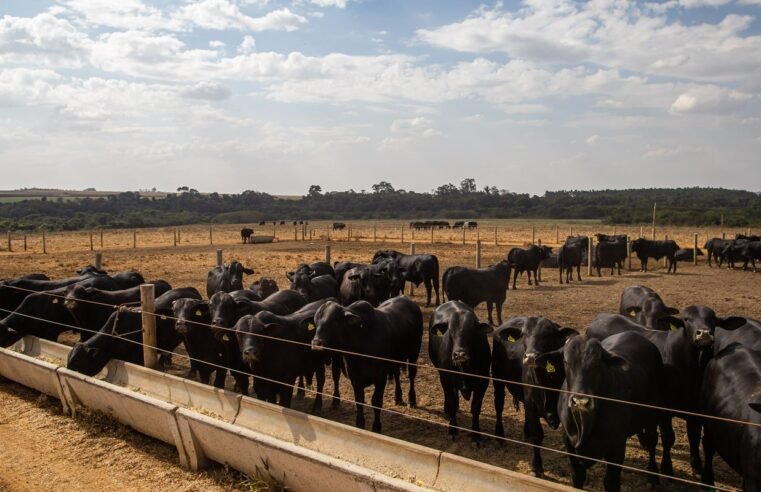 Prévia do PIB aponta crescimento de 2,5% da economia brasileira em 2025