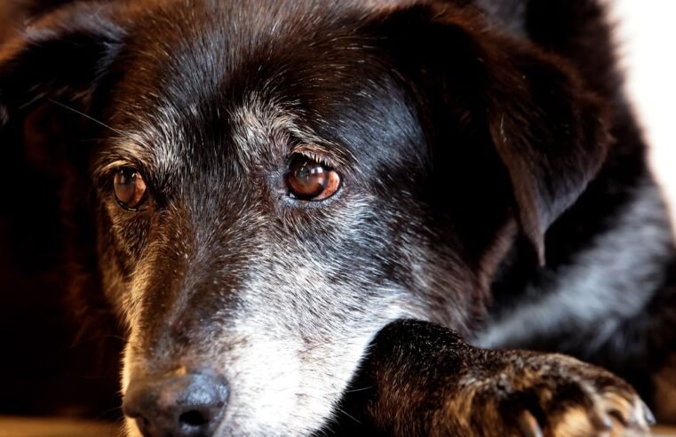 Rio ganha Núcleo de Proteção e Defesa dos Animais