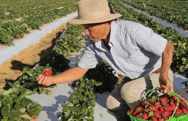 Agricultores com perda de produção começam a receber o Garantia-Safra