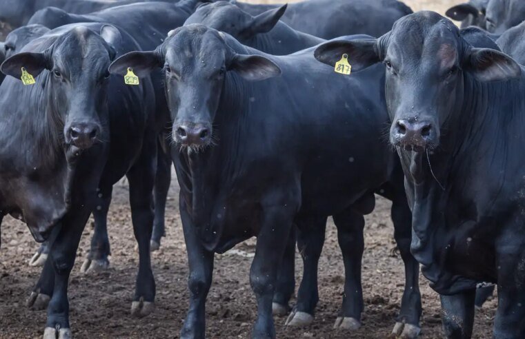 CMN reduz juros de financiamentos a cooperativas rurais pelo Pronaf