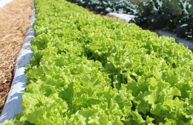 Embrapa inaugura Unidade Mista de Pesquisa e Inovação em Mato Grosso