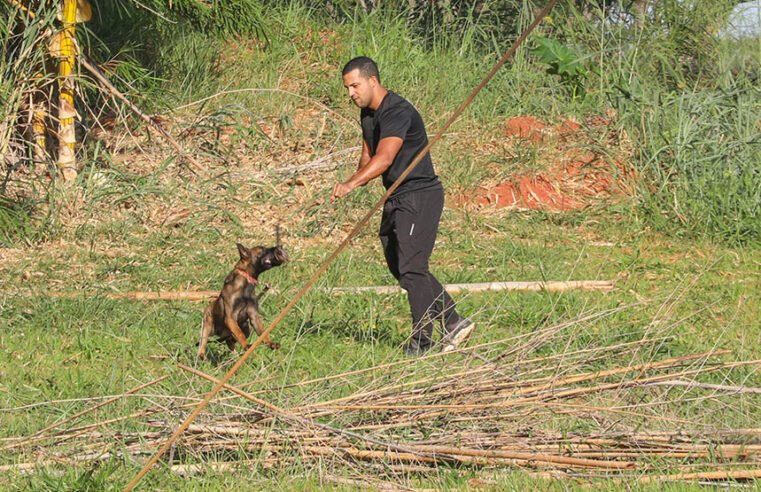 Cães policiais aprimoram operações de segurança em Brasília
