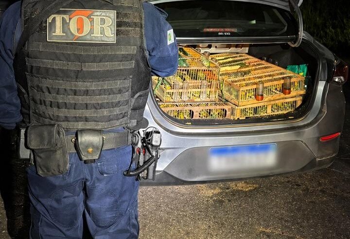 Mais de 300 aves são resgatadas de transporte irregular em Planaltina