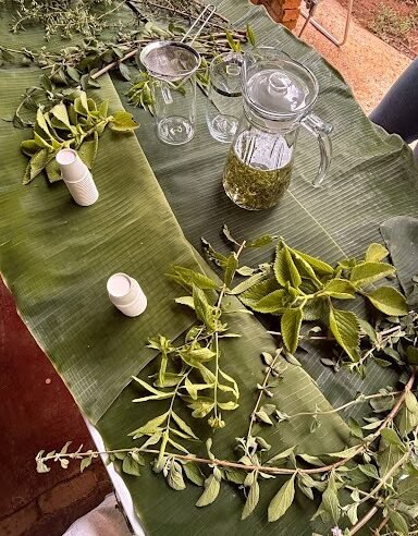 Moradores do Lago Oeste vivem experiência da agroecologia e conhecem poder terapêutico de plantas
