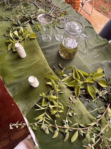 Moradores do Lago Oeste vivem experiência da agroecologia e conhecem poder terapêutico de plantas