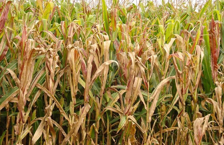 Praga do milho provoca prejuízo de R$ 33,6 bilhões por ano