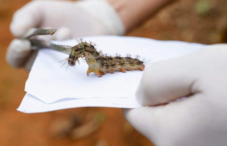 Saiba como identificar lagartas com veneno mortal e o que fazer