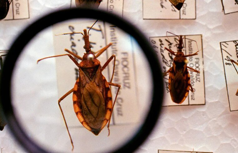 Saúde anuncia R$ 12 milhões para enfrentamento da doença de Chagas
