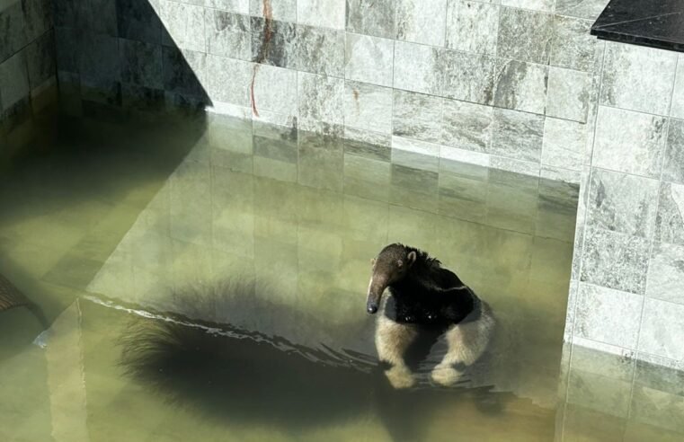 Sextou: tamanduá-bandeira é resgatado dentro de uma piscina em residência no Jardim Botânico