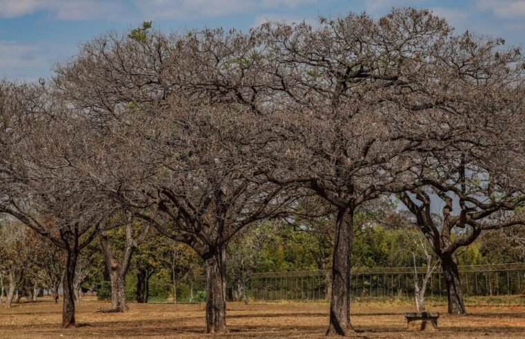 DF entra em período de seca com umidade em declínio e temperaturas de até 28°C 