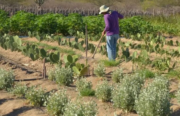 Emater-DF reúne produtores e delegações na AgroBrasília 2026