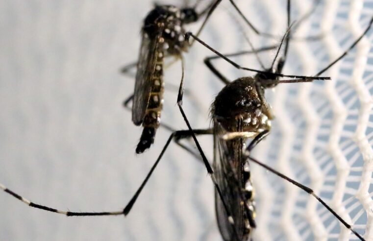 Estado de SP confirma mais duas mortes por febre amarela